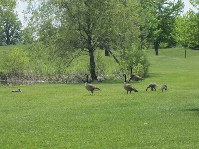 Deer & Geese are often seen here!